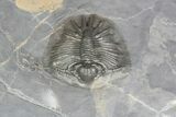 Unidentified Lichid Trilobite From Jorf - Belenopyge Like #92943-1